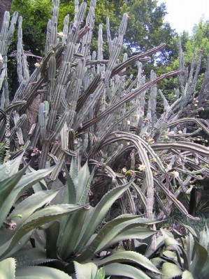 Blumen_0044.jpg
