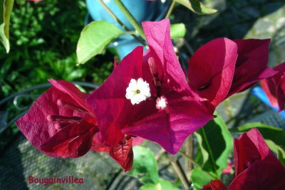 Bougainvillea w.jpg