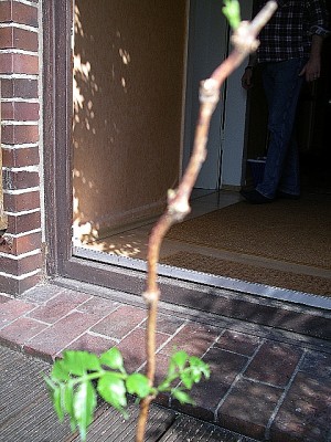 IMGP3431.JPG
