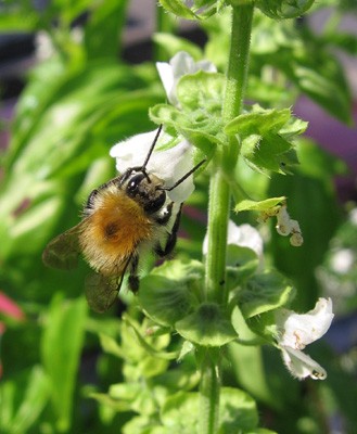 Hummel1.jpg
