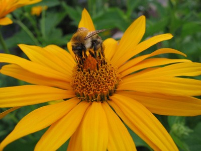 Hummel.jpg