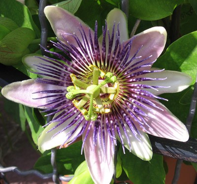 Passiflora.jpg