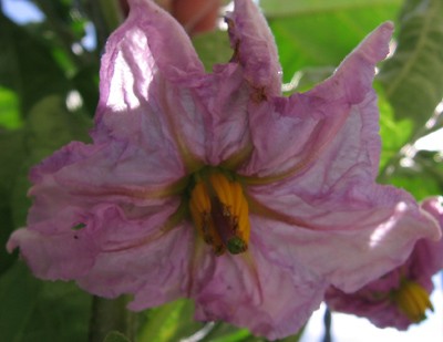 Aubergine.jpg