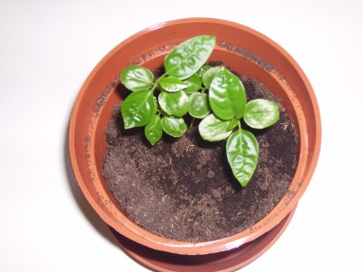 Pflanzen 029.jpg