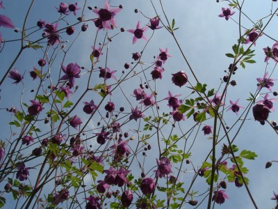 ecalcarata1.jpg