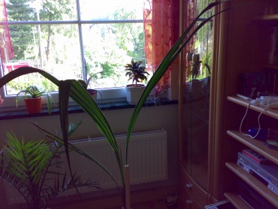 29062008668.jpg