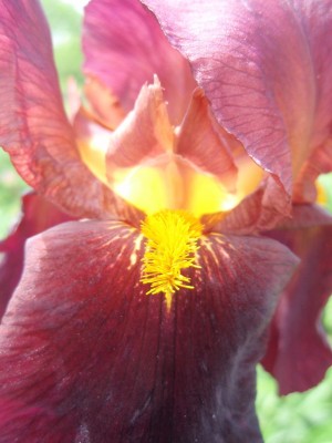 bunt23481.jpg
