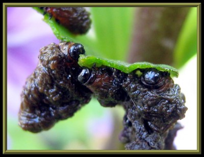 Larven vom Lilienhähnchen.JPG