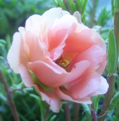 Kleine Prinzessin 017m.jpg