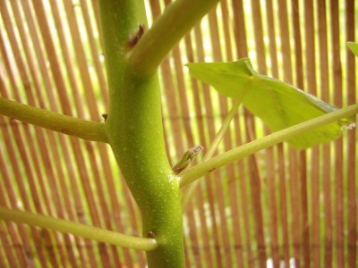 Bananen und Blumen 2008 023.jpg