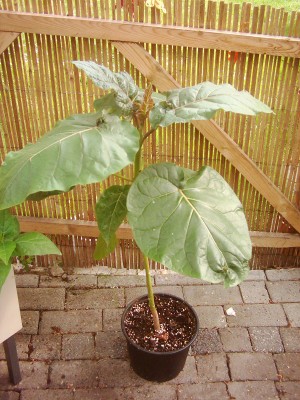 Bananen und Blumen 2008 022.jpg