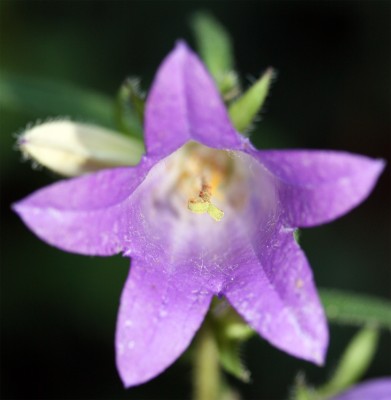 glockenblume.jpg