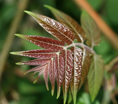 blatt.jpg
