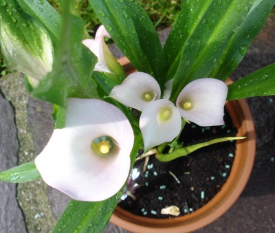 calla pink_2.JPG