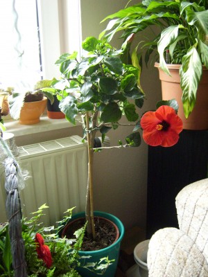 Hibiskushochstamm (2).JPG