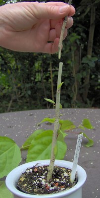 Veredelung-Bild4c.jpg