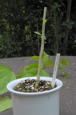 Veredelung-Bild4b.jpg