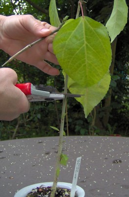 Veredelung-Bild4a.jpg