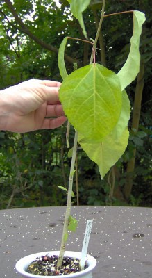 Veredelung-Bild3.jpg