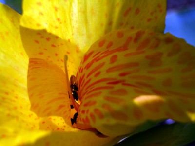 canna_makro.jpg