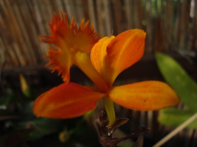 Juni 2008 012.jpg