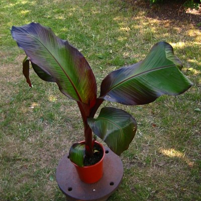 musa-ensete.jpg