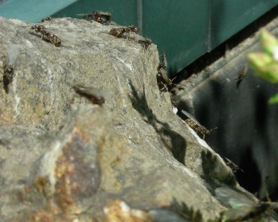 geflügelte Ameisen 3.jpg