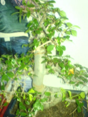 DSC00805.JPG