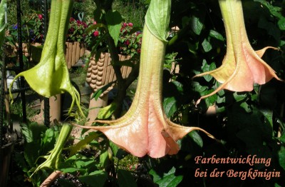 Knospenfarbe Bergkönigin.jpg