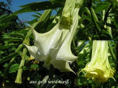 Knospenfarbe der weißen Noname.jpg