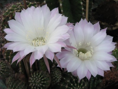 IMG_6877.JPG