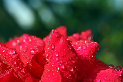 garten4.jpg