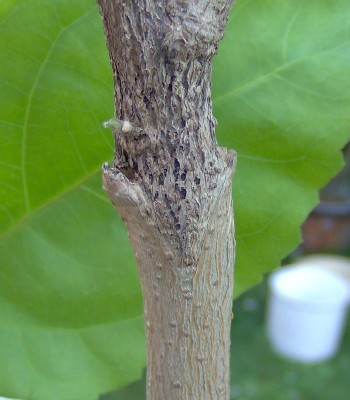 Veredelung-Bild9b.jpg