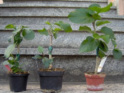 Veredelung-Bild9a.jpg