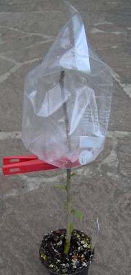 Veredelung-Bild8c.jpg