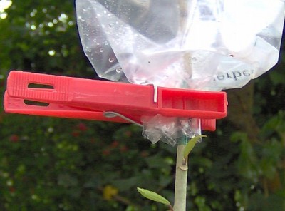 Veredelung-Bild8bb.jpg