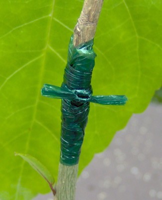 Veredelung-Bild7b.jpg