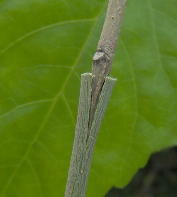 Veredelung-Bild6b.jpg