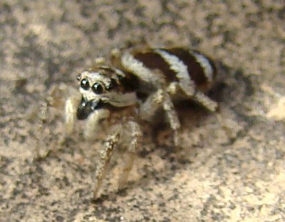 26.06.2008 zebra2.jpg