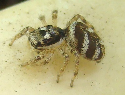 26.06.2008 zebra1.jpg