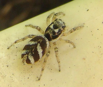 26.06.2008 zebra.jpg