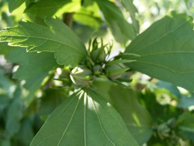 RIMG0202.JPG
