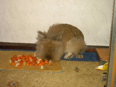Kaninchen-Wuschel 026.jpg