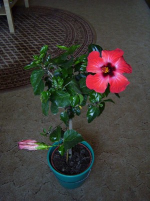 2. Blüte (3).JPG