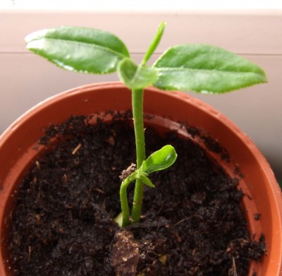 Zwei Pflänzchen aus einem Kern?! Polyembryonie · Samen & Anzucht &  Vermehrung · GREEN24 Pflanzen & Garten Forum