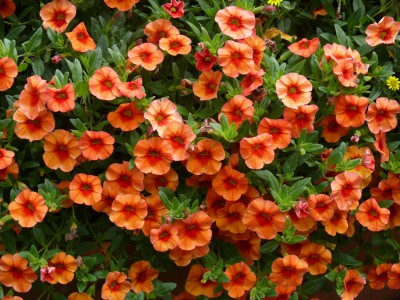 Petunien orange.jpg