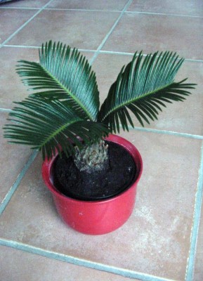 Cycas.jpg