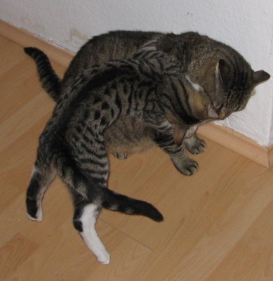 meine_raeuber4.jpg