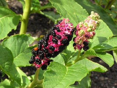 Meine Pflanze im Garten 1.jpg