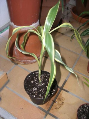 Dracaena sanderiana.jpg
